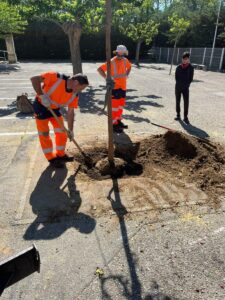 Carottage d'une souche et plantation d'un mûrier à Miramas