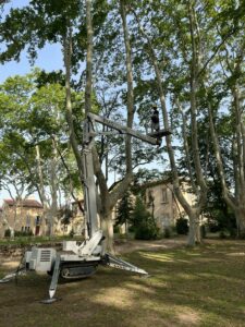 Mise en sécurité d'un platane à Coudoux